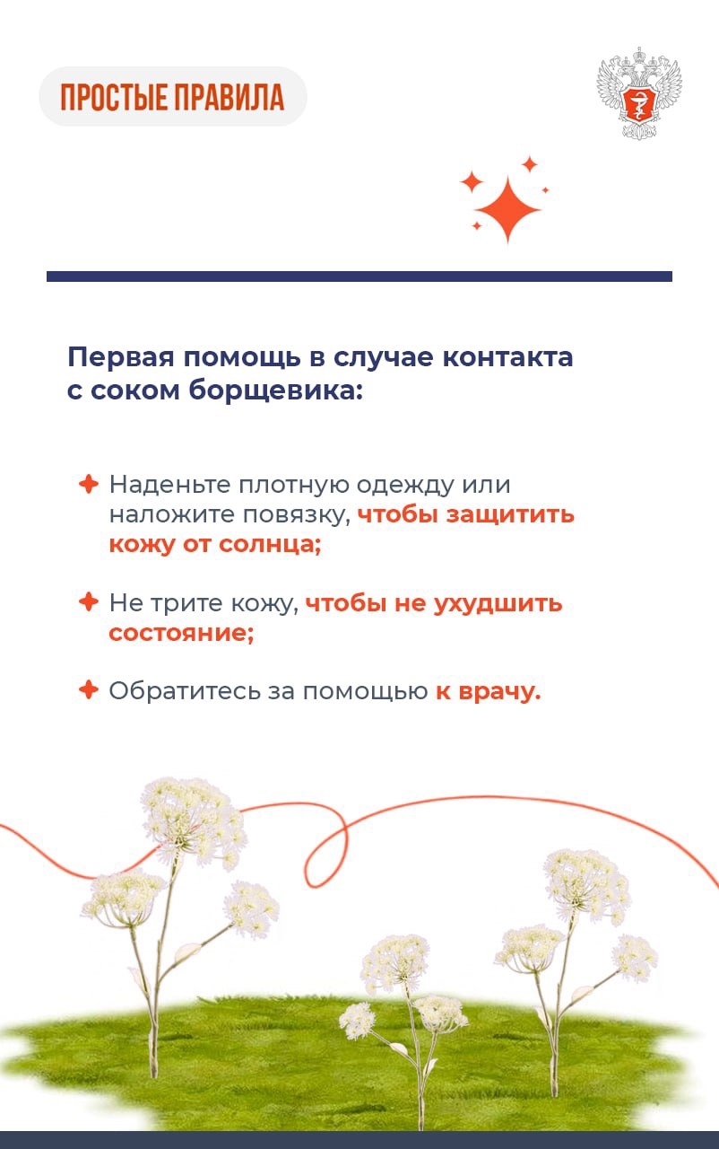 #ПростыеПравила: Что делать при ожоге борщевиком