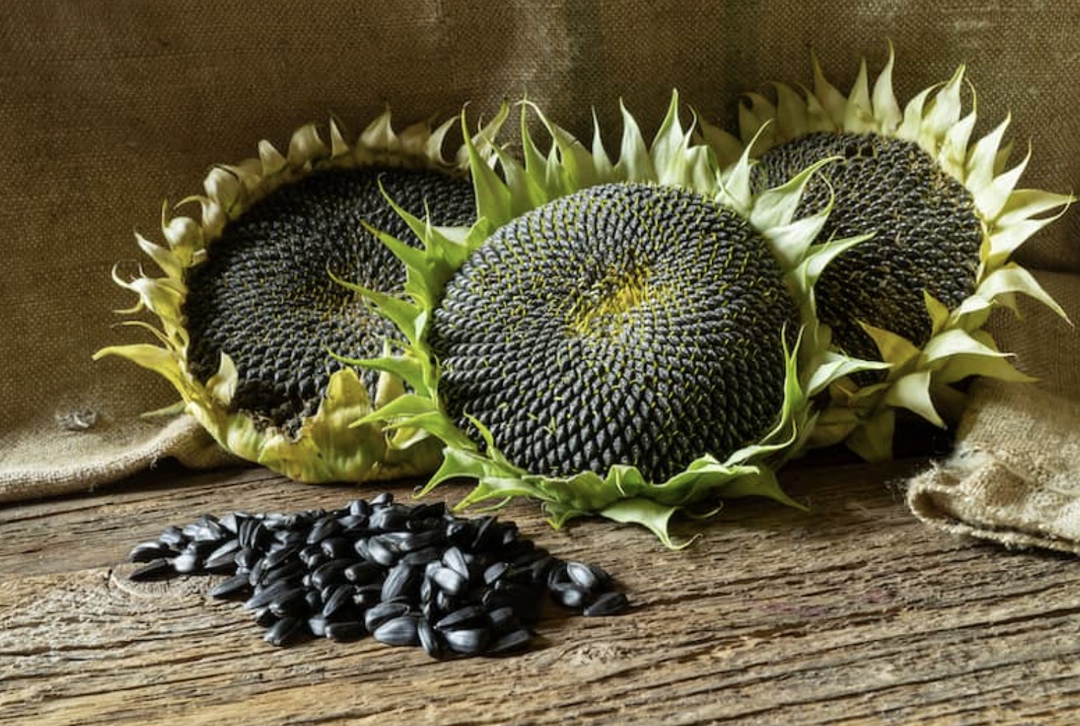 По оценкам экспертов, в 2025 году объем использования фальсифицированного семенного материала увеличился примерно на 4%. Некоторые из них полагают, что доля…