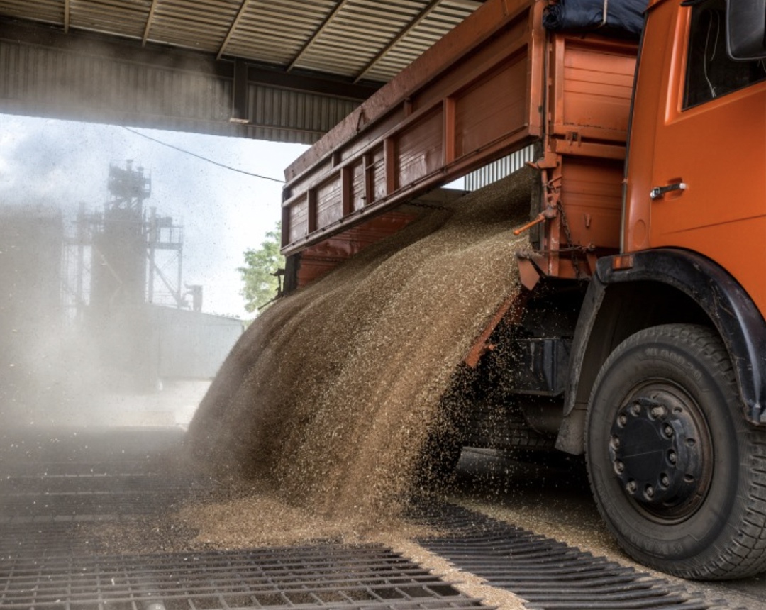 Иностранная сельскохозяйственная служба Минсельхоза США (FAS USDA) в своем отчете за август сохранила прогноз экспорт пшеницы из России в сезоне-2025/26 на…