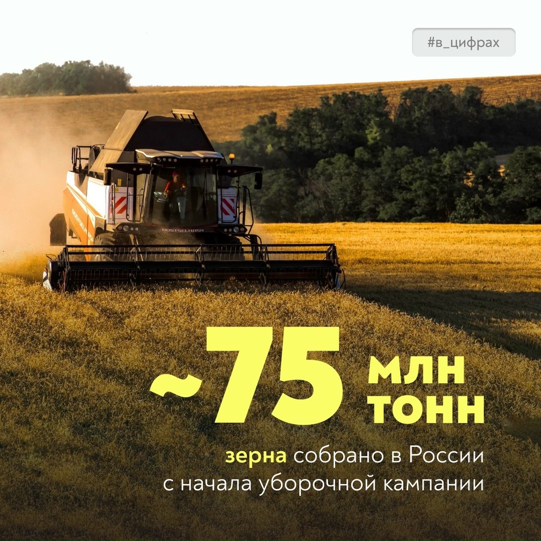 Урожайность зерновых в России выросла на 5,5%