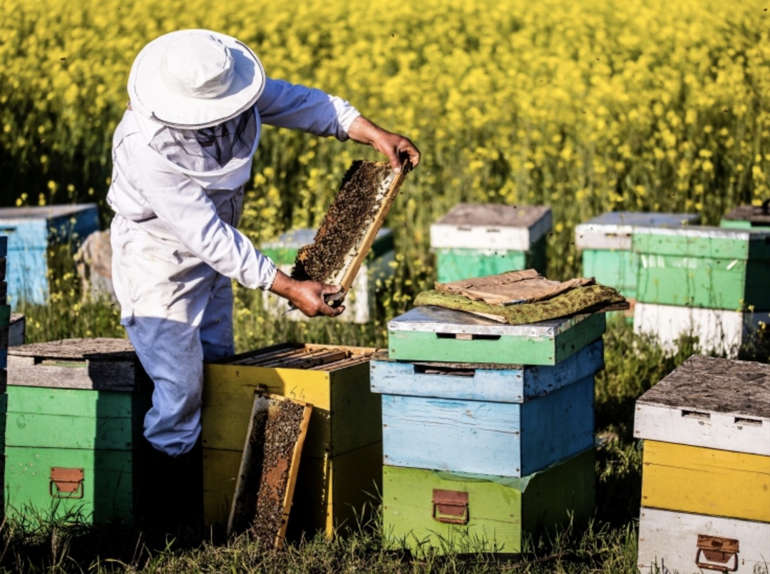 Мед - крайне важный продукт, который производится преимущественно субъектами малого предпринимательства, фермерскими хозяйствами, однако отмечается недоверие к…