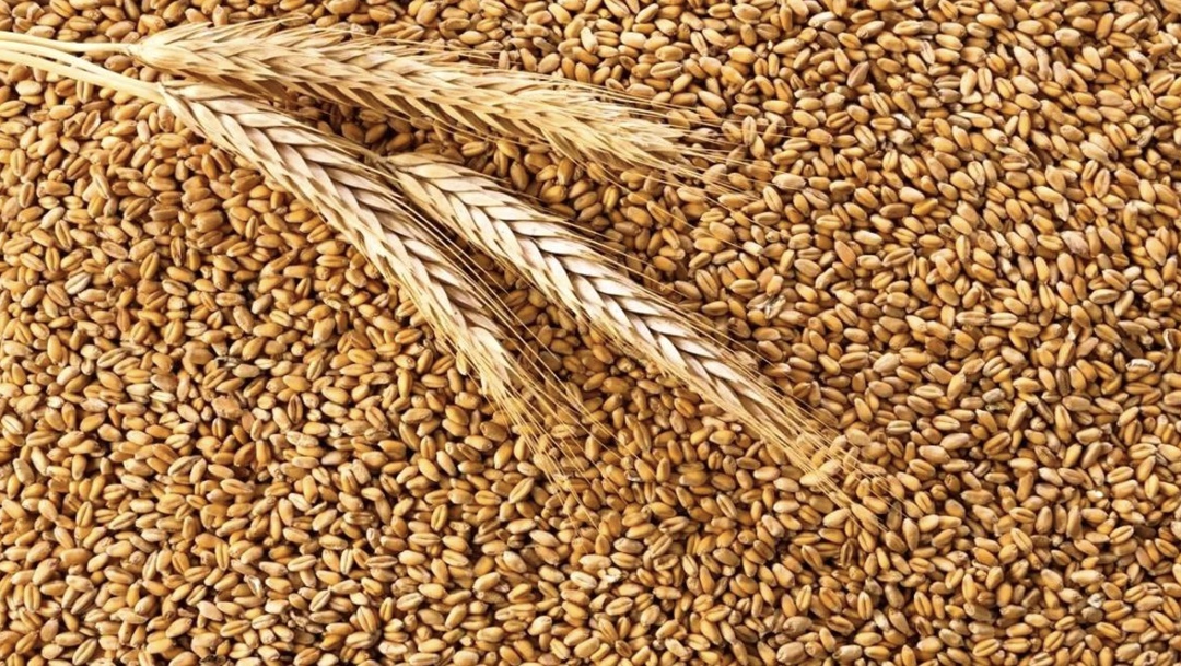 Агрохолдинг «Степь» уже начал продажи зерна нового урожая, однако цены пока остаются ниже ожидаемых