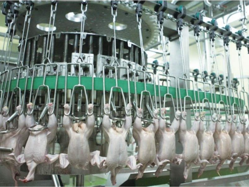 Первая поставка автоматической линии убоя птицы из Южной Кореи в Россию состоялась!