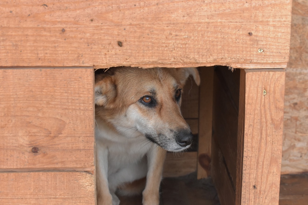 Волонтеры компании «Газпром переработка Благовещенск» совершают десятки добрых дел: помогают детям и пожилым людям, участвуют в экологических акциях и в…