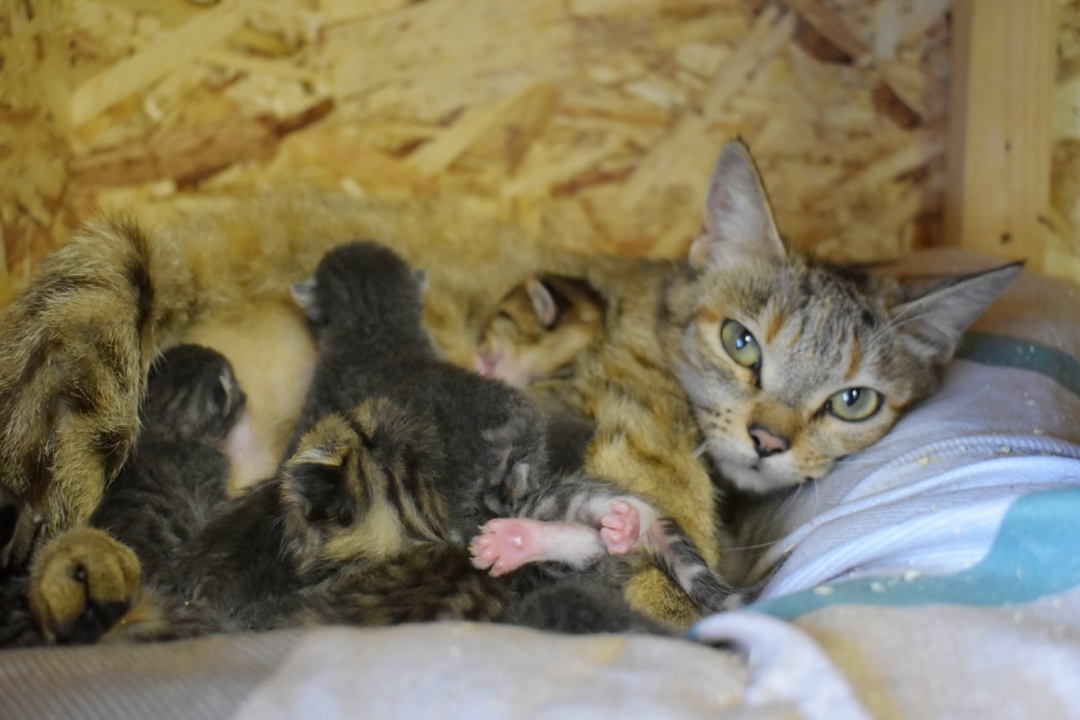 Волонтеры компании «Газпром переработка Благовещенск» совершают десятки добрых дел: помогают детям и пожилым людям, участвуют в экологических акциях и в…