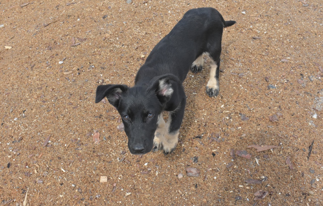 Волонтеры компании «Газпром переработка Благовещенск» совершают десятки добрых дел: помогают детям и пожилым людям, участвуют в экологических акциях и в…