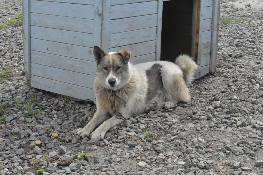 Волонтеры компании «Газпром переработка Благовещенск» совершают десятки добрых дел: помогают детям и пожилым людям, участвуют в экологических акциях и в…