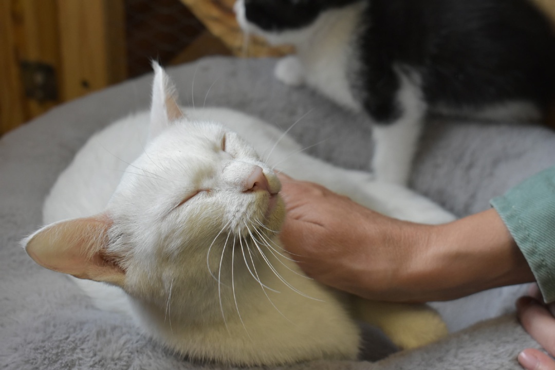 Волонтеры компании «Газпром переработка Благовещенск» совершают десятки добрых дел: помогают детям и пожилым людям, участвуют в экологических акциях и в…