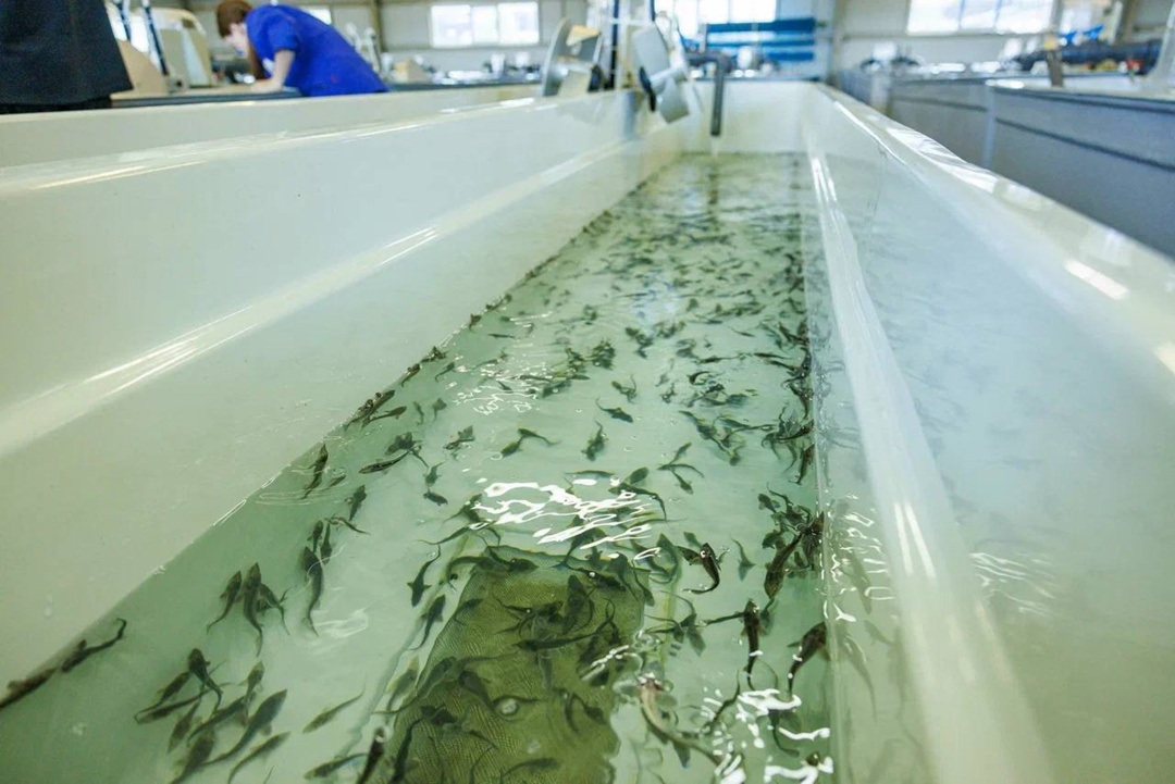 Царь-рыба в Иртыше Нефтяники ЛУКОЙЛа завершили третий этап масштабного зарыбления Обь-Иртышского бассейна, выпустив тысяч мальков краснокнижного сибирского…