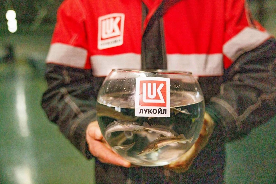 Царь-рыба в Иртыше Нефтяники ЛУКОЙЛа завершили третий этап масштабного зарыбления Обь-Иртышского бассейна, выпустив тысяч мальков краснокнижного сибирского…