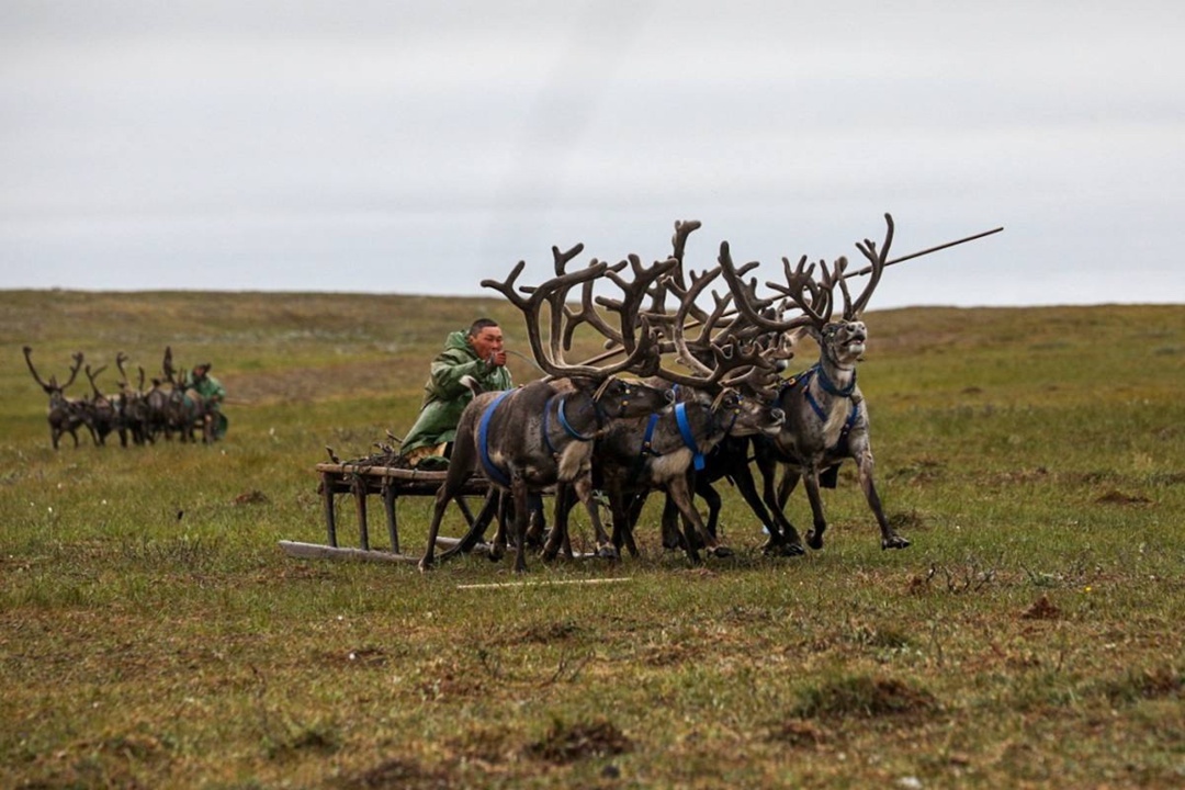 Праздник тружеников тундры При поддержке ЛУКОЙЛа в Ненецком автономном округе прошёл День оленевода.