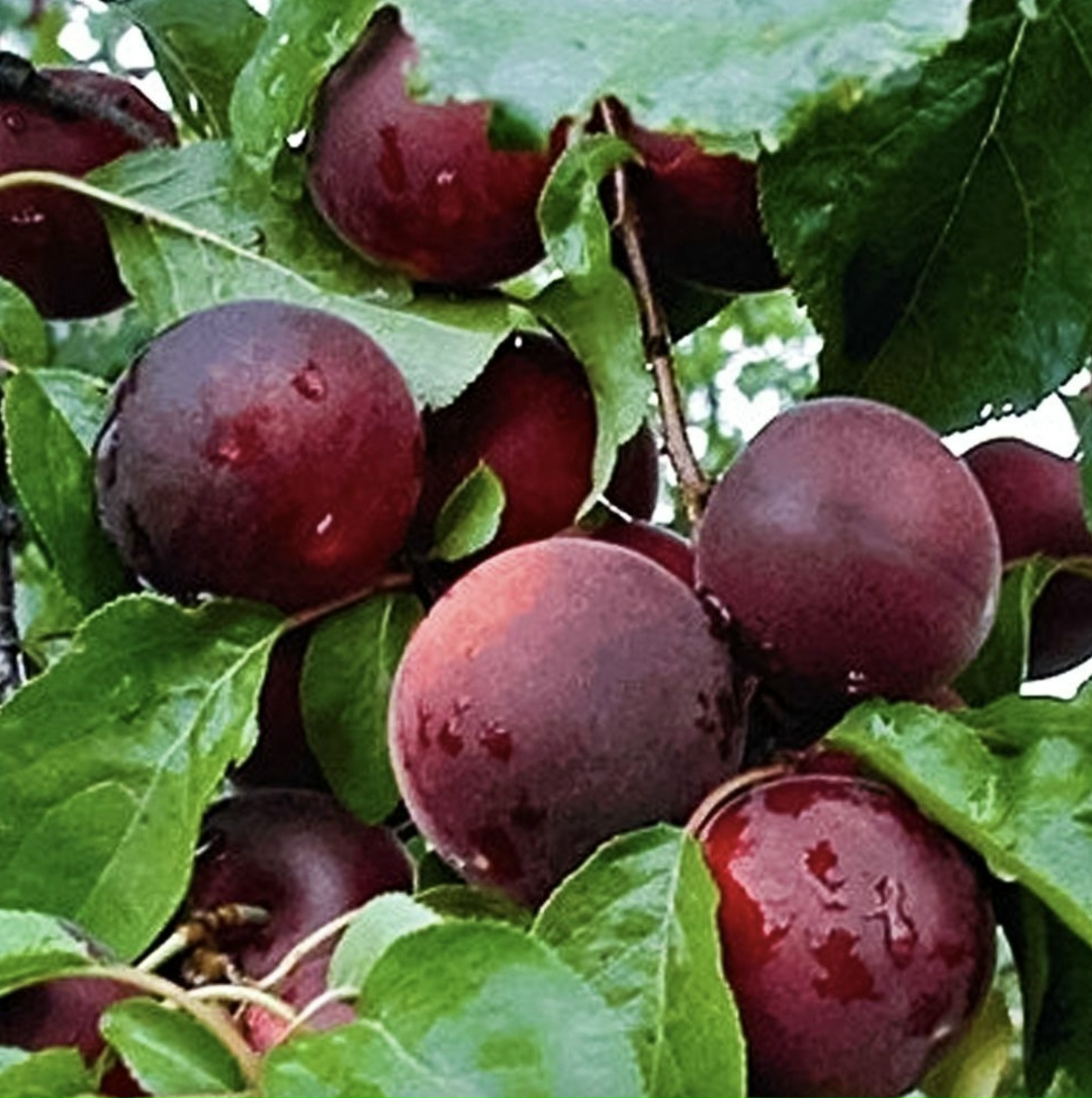 В Краснодарском крае от заморозков пострадало до 80% плодов черешни и сливы, пишет «Деловая газета. Юг» со ссылкой на гендиректора союза «Садоводы Кубани»…