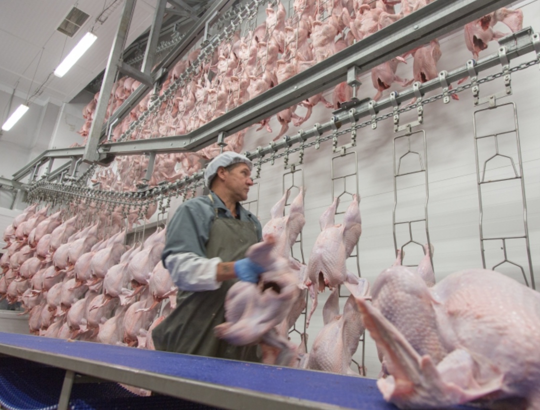 Арбитражный суд Ростовской области завершил конкурсное производство в отношении ООО «Евродон» - некогда крупнейшего в России производителя мяса индейки (ранее…