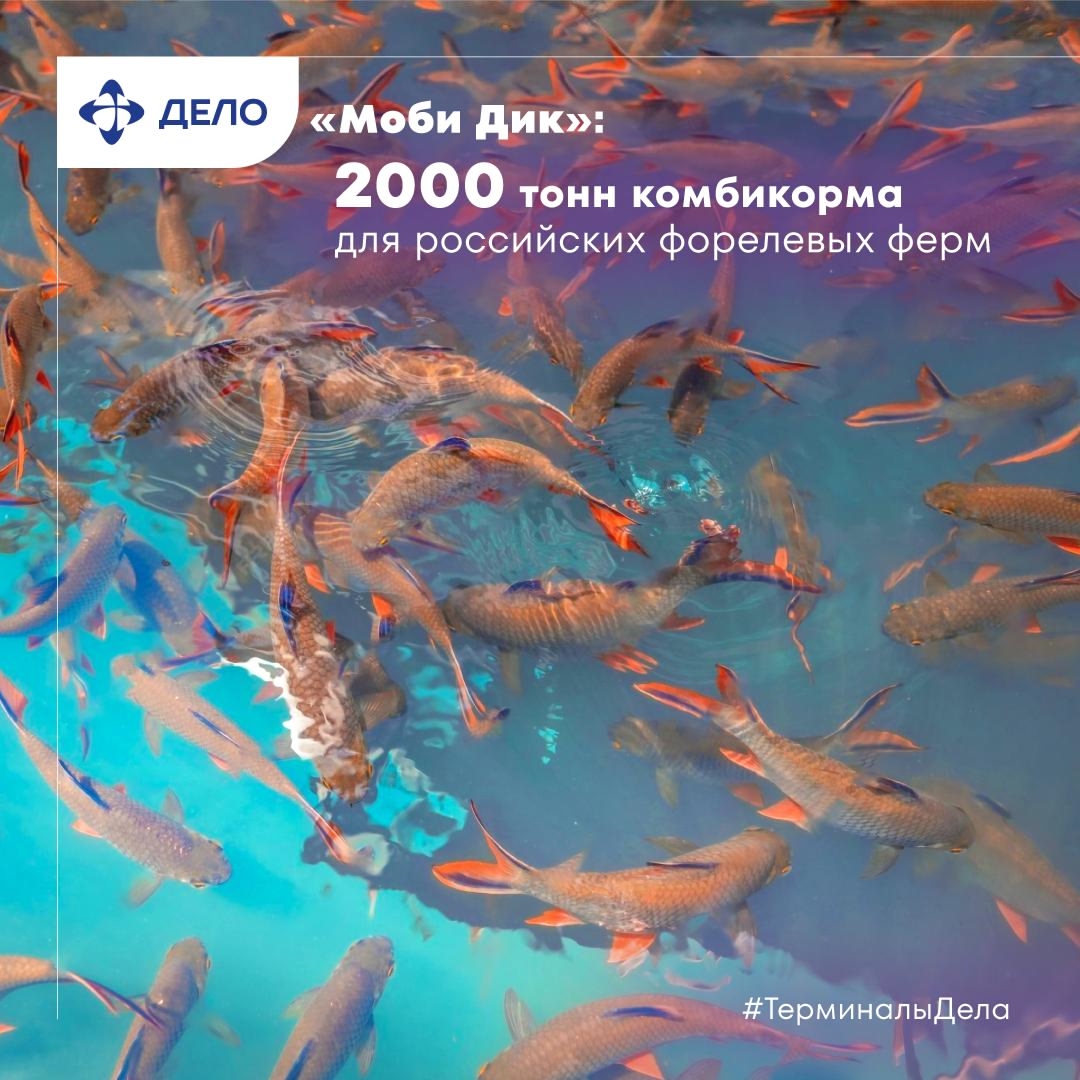 Форель в восторге от этой прикормки