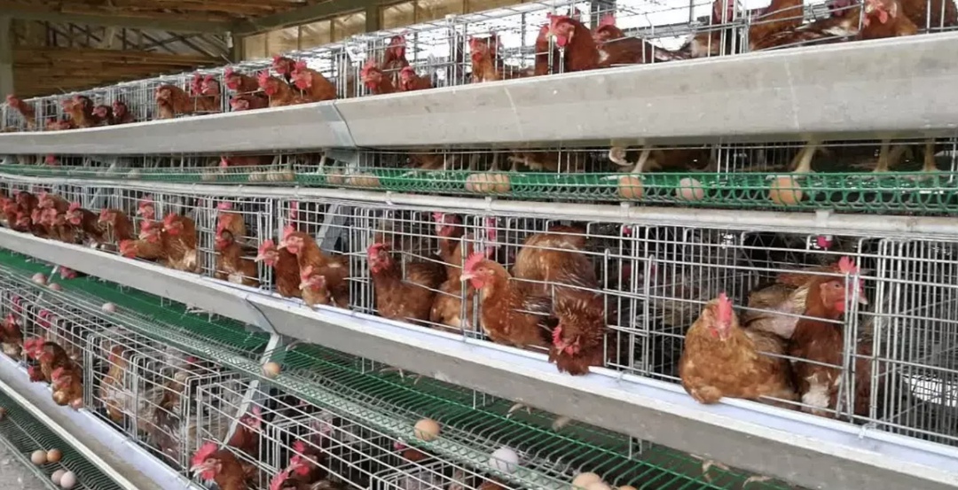 Крупнейшая птицефабрика Камчатского края «Пионерское» получила 110 тыс. инкубационных яиц для восстановления поголовья кур-несушек после прошлогодней вспышки…