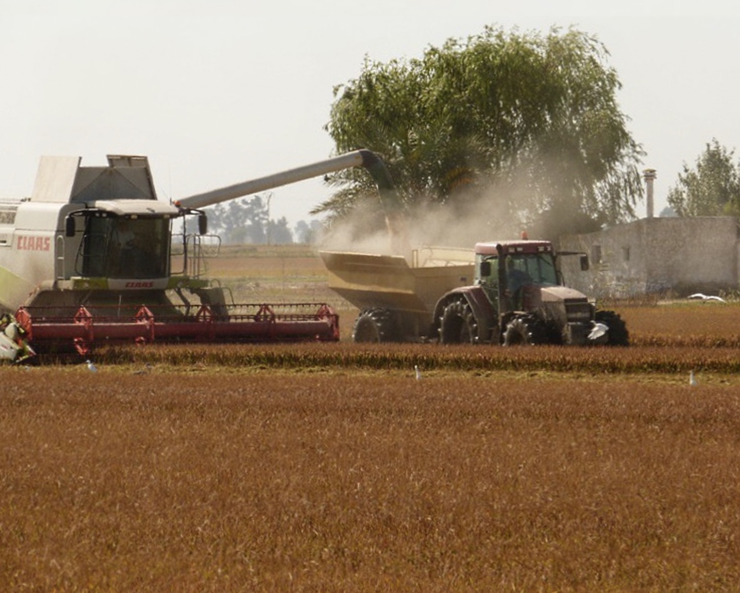 Институт конъюнктуры аграрного рынка (ИКАР) повысил прогноз урожая пшеницы с 84,5 млн т до 85,5 млн т, пишет «Интерфакс». Оценка сбора всего зерна увеличена со…
