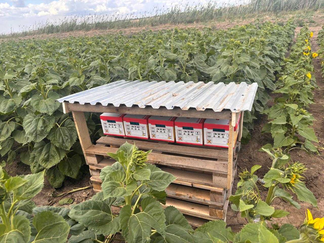 В 2025 году ГК «Тамбовагропромхимия» применила на участке гибридизации комбинированное опыление шмелями и пчелами. Это новая технология, которую только…