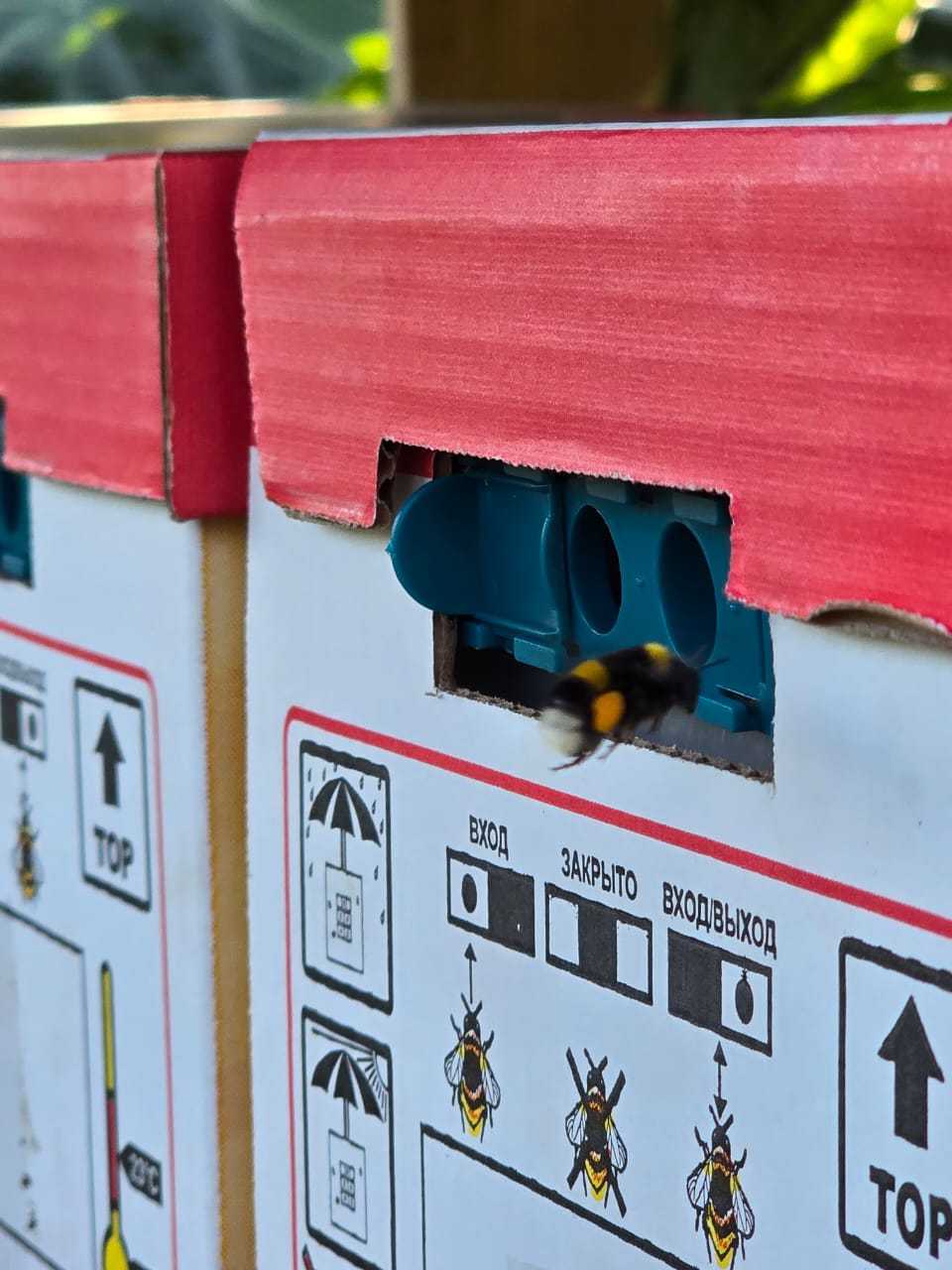 В 2025 году ГК «Тамбовагропромхимия» применила на участке гибридизации комбинированное опыление шмелями и пчелами. Это новая технология, которую только…