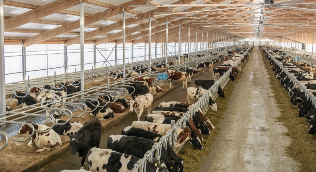 «Дамате» полностью обеспечит поголовье КРС на молочном комплексе в Тюменской области кормами на два года, заложив дополнительно на хранение 105 тыс
