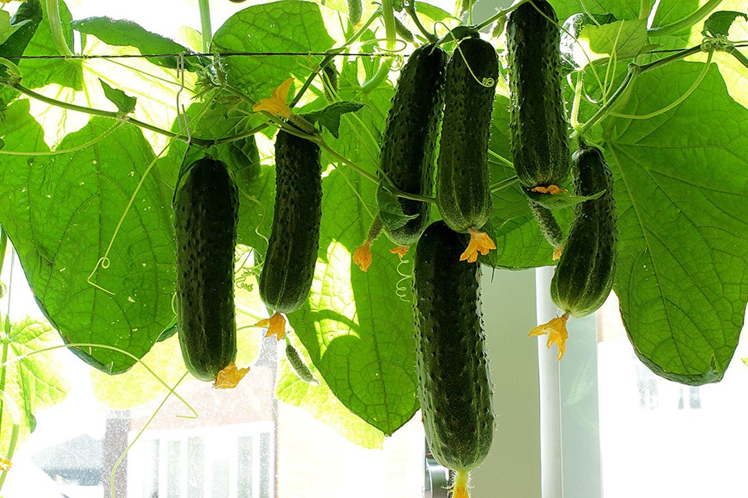 ГК «Династия» при поддержке агропромышленного холдинга «Эко-культура» запустила тепличный комплекс по выращиванию огурцов в Бобровском районе Воронежской…