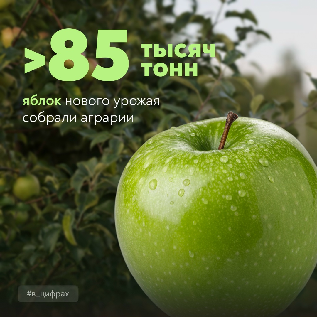 Сбор яблок в самом разгаре Сегодня Яблочный Спас – отличный повод угоститься свежими и ароматными яблоками нового урожая.