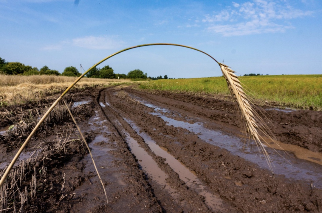 Власти Омской области решили ввести в регионе режим чрезвычайной ситуации в связи с переувлажнением почвы, которое сказывается на ходе уборочной кампании,…