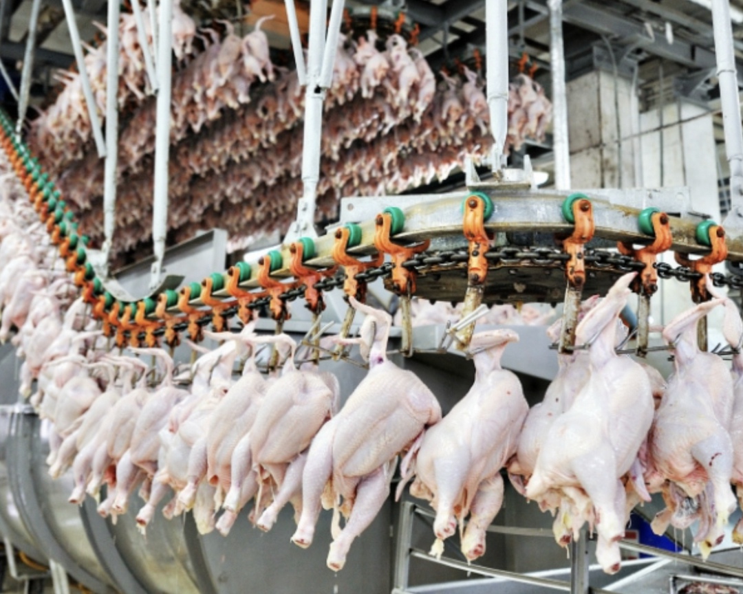 В Хакасии планируется построить птицефабрику мощностью 2 тыс. т мяса бройлера в год, что позволит заместить 25% его ввоза из других регионов