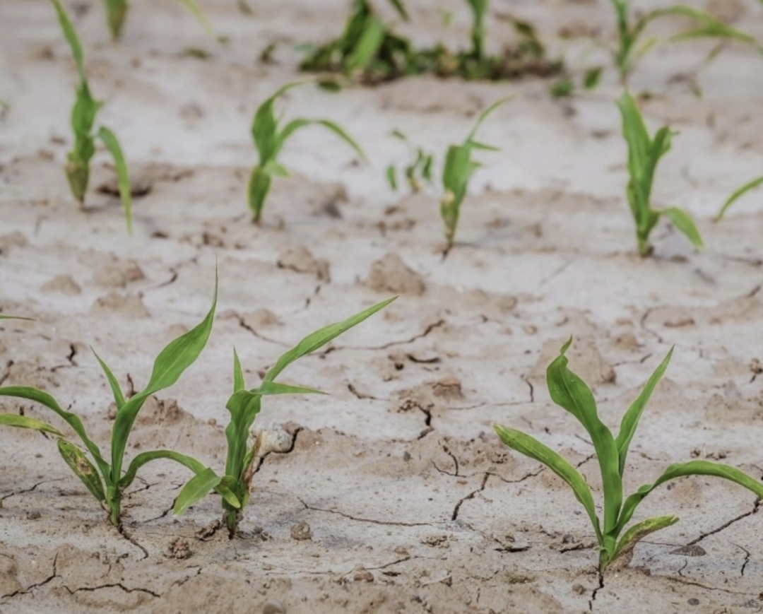 Национальный союз агростраховщиков (НСА) подвел предварительные итоги страхования сельхозкультур, высеянных под урожай 2025 года. По данным на 1 августа, в 72…