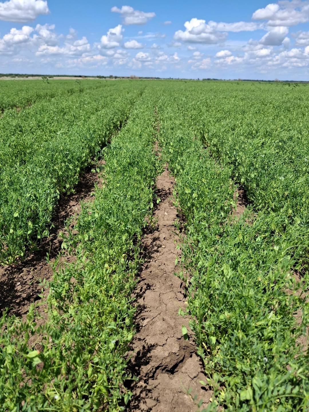 В этом году в Саратовском регионе по инициативе директора было засеяно два опытных участка красной чечевицей