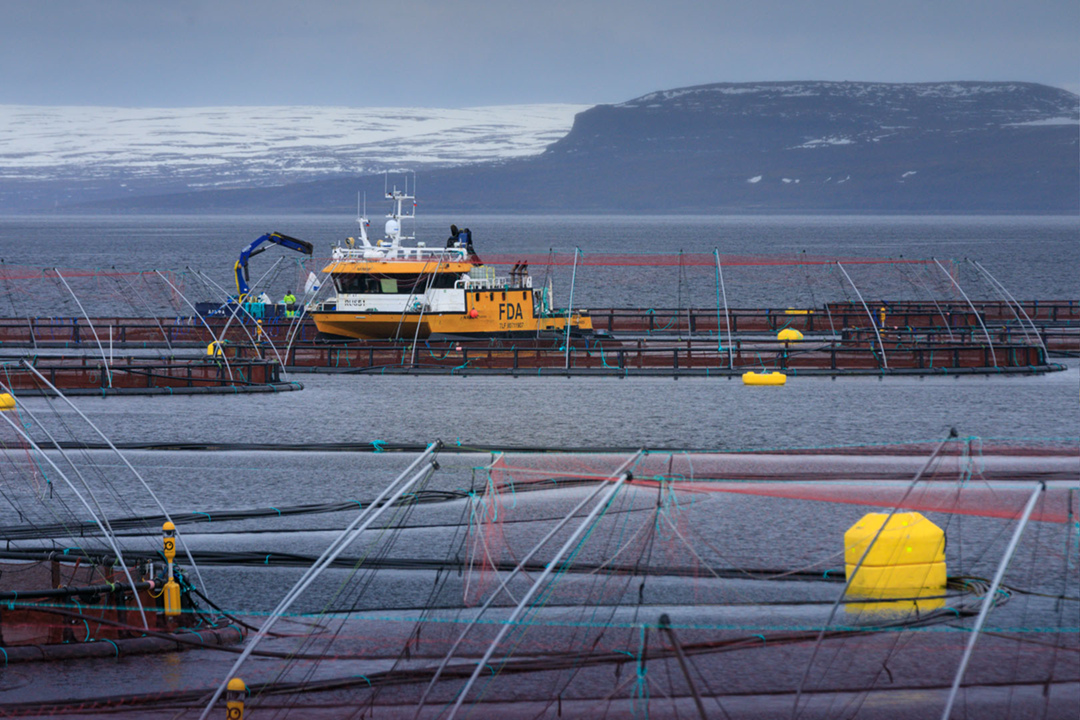 «Инарктика», крупнейшая российская компания в секторе товарного выращивания рыбы (аквакультуры), сообщила о расширении флота: она приобрела живорыбное судно и…