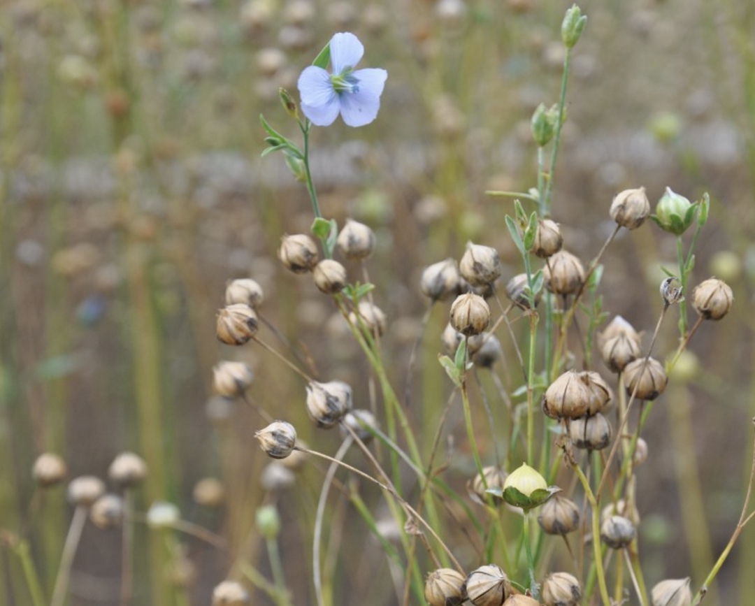 Экспорт масличного льна из порта Новороссийска в январе-июне достиг 110 тыс. т – почти в два раза больше, чем за тот же период прошлого года, когда было…