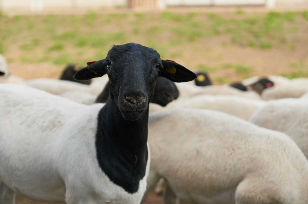 «Фатежская ягнятина» (входит в «Мираторг»), крупнейший в стране и один из самых больших в мире овцеводческий комплекс закрытого типа, совместно с Центром…