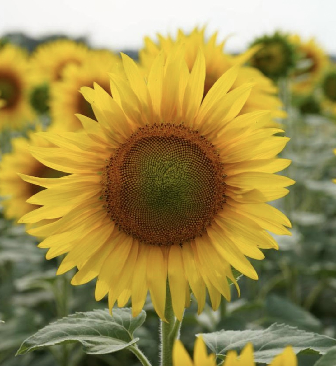 Управляющий партнер компании Ruseed Марк Гехт и председатель Госсорткомиссии Дмитрий Бутусов подписали соглашение о реализации пилотного проекта по оценке…