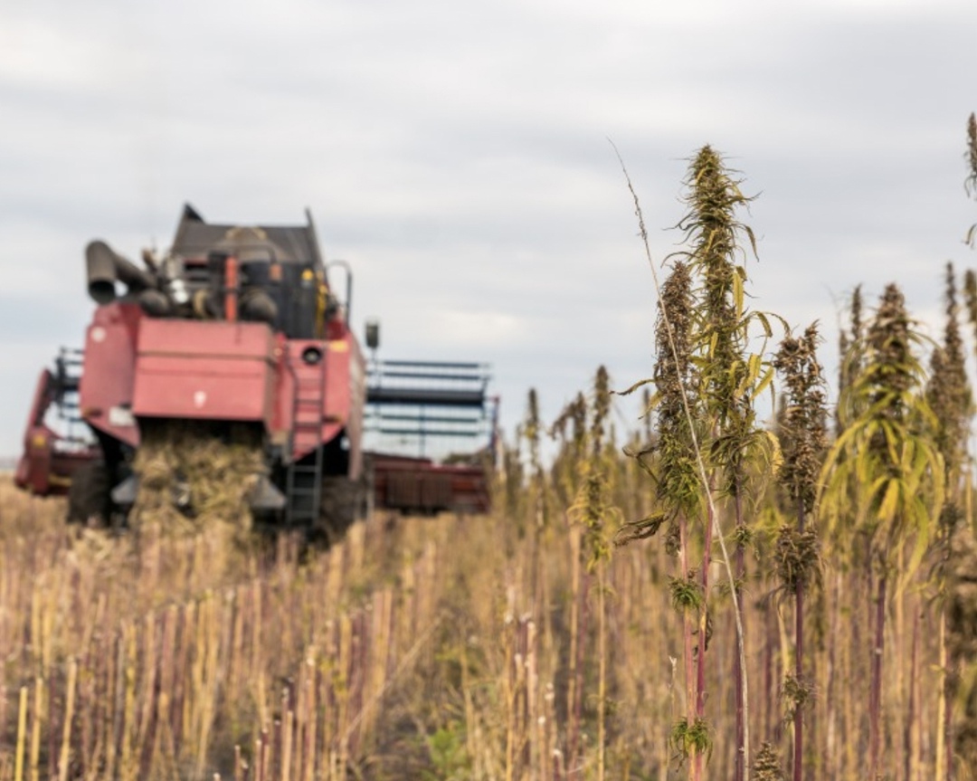 Власти Еврейской автономной области (ЕАО) совместно с Минпромторгом прорабатывают проекты по выращиванию технической конопли, рассказала врио губернатора…