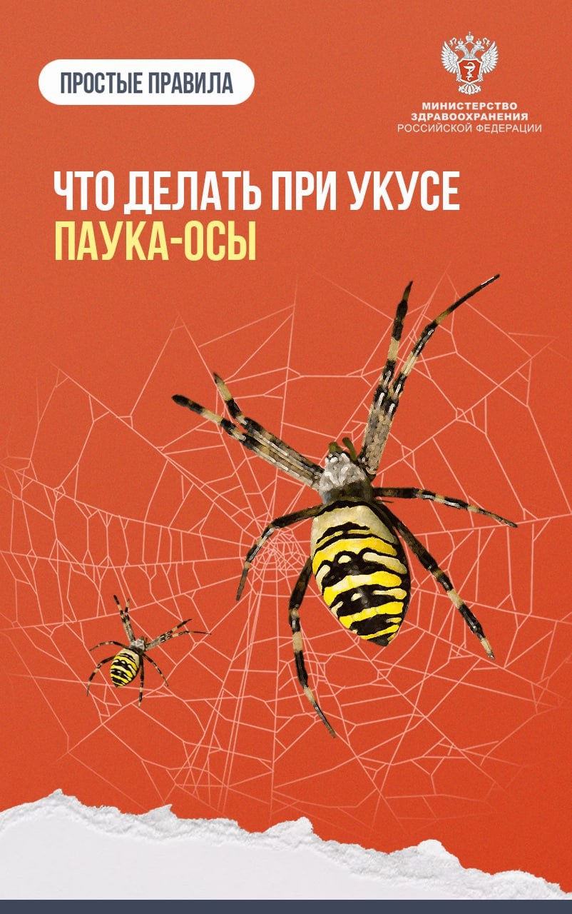#ПростыеПравила: Что делать при укусе паука-осы