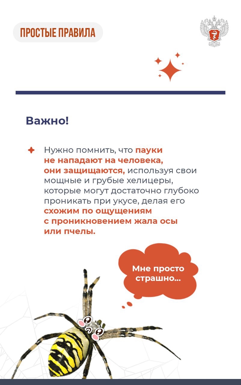 #ПростыеПравила: Что делать при укусе паука-осы