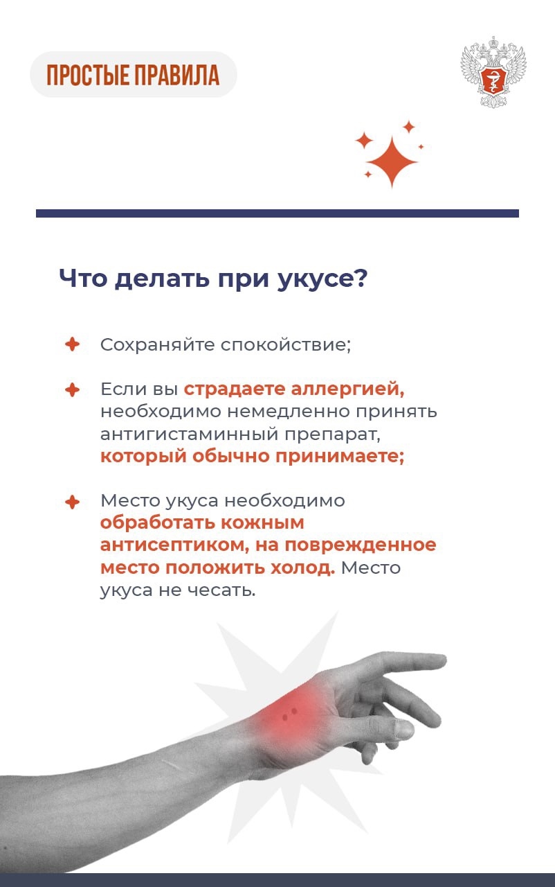 #ПростыеПравила: Что делать при укусе паука-осы