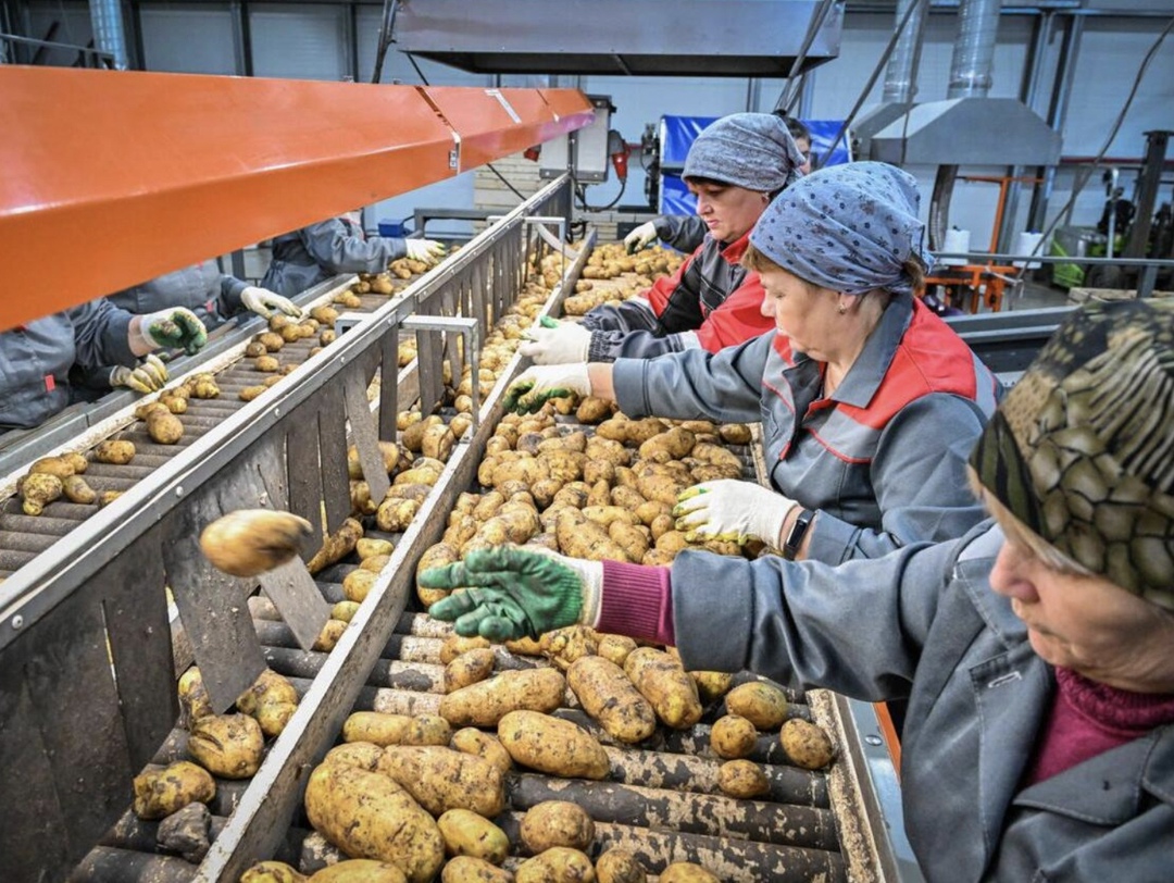 Агрохолдинг «Чистополье» открыл завод по переработке и консервированию картофеля «Чисто фри» в Татарстане, сообщила пресс-служба главы региона. Первая очередь…