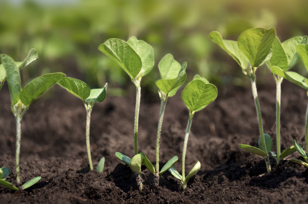 Минсельхоз планирует поддерживать все направления, связанные с развитием селекции и семеноводства, деньги на это есть, заверила глава ведомства Оксана Лут в…