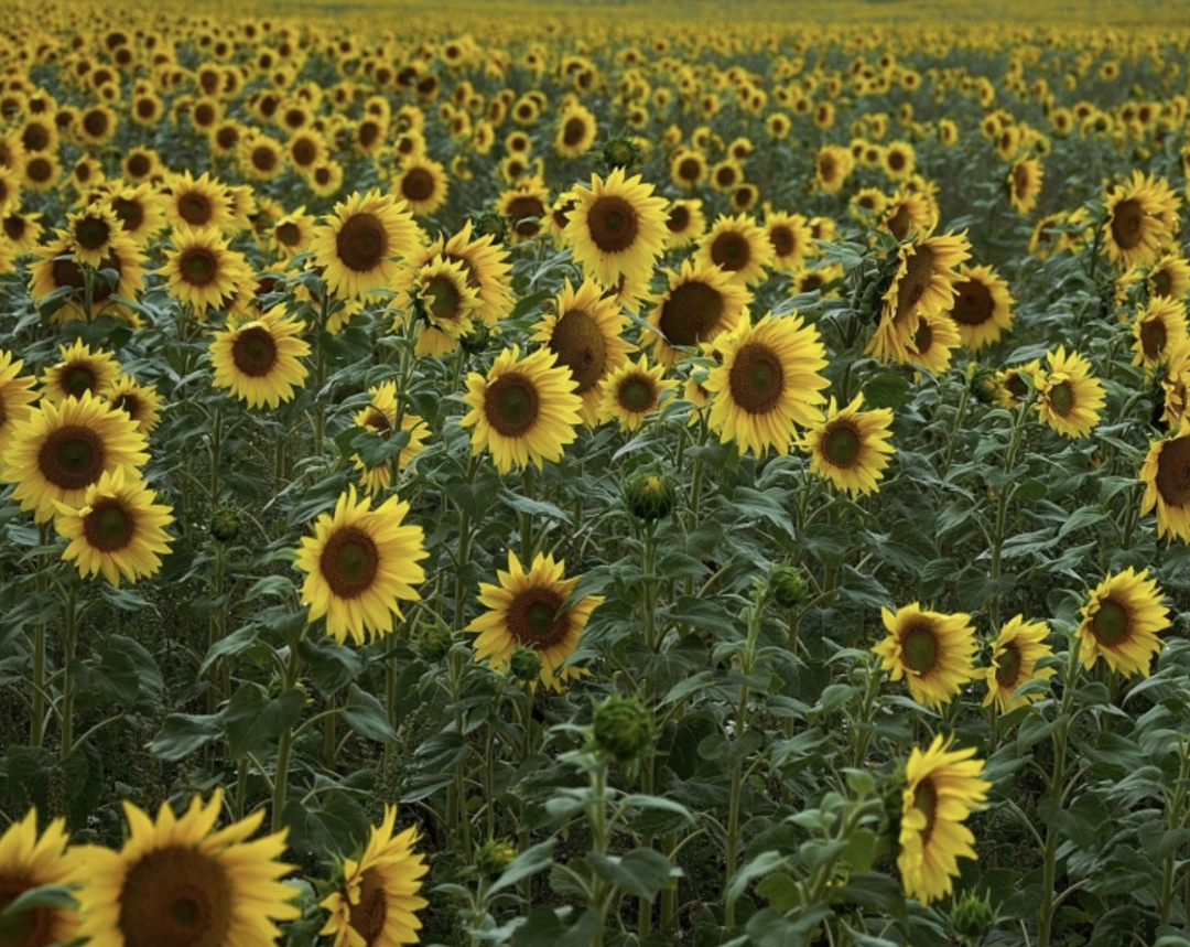 Согласно новому опросу аналитиков, проведенному Центром ценовых индексов, в этом году урожай основных масличных составит 31,6 млн т, а с учетом новых регионов…