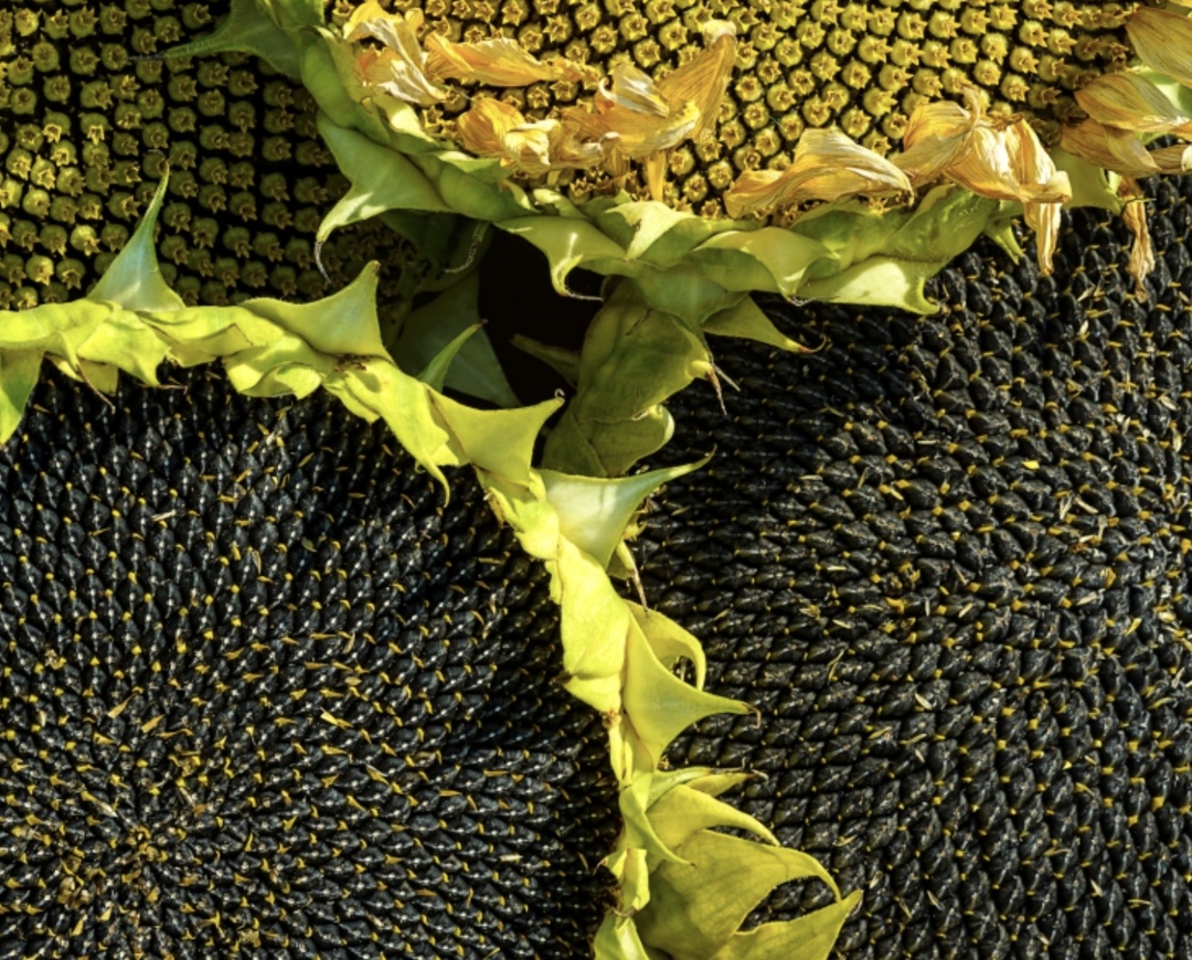 По прогнозу Масложирового союза, в этом году урожай масличных в России может превысить 33,5 млн т (с учетом новых регионов, в 2024-м — 28,6 млн т), пишет поле…