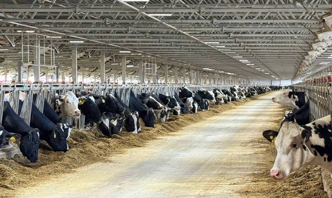 Компания «Красный маяк» начала строительство молочно-товарного комплекса на 4 тыс. голов КРС в Ярославской области, сообщил губернатор региона Михаил Евраев в…