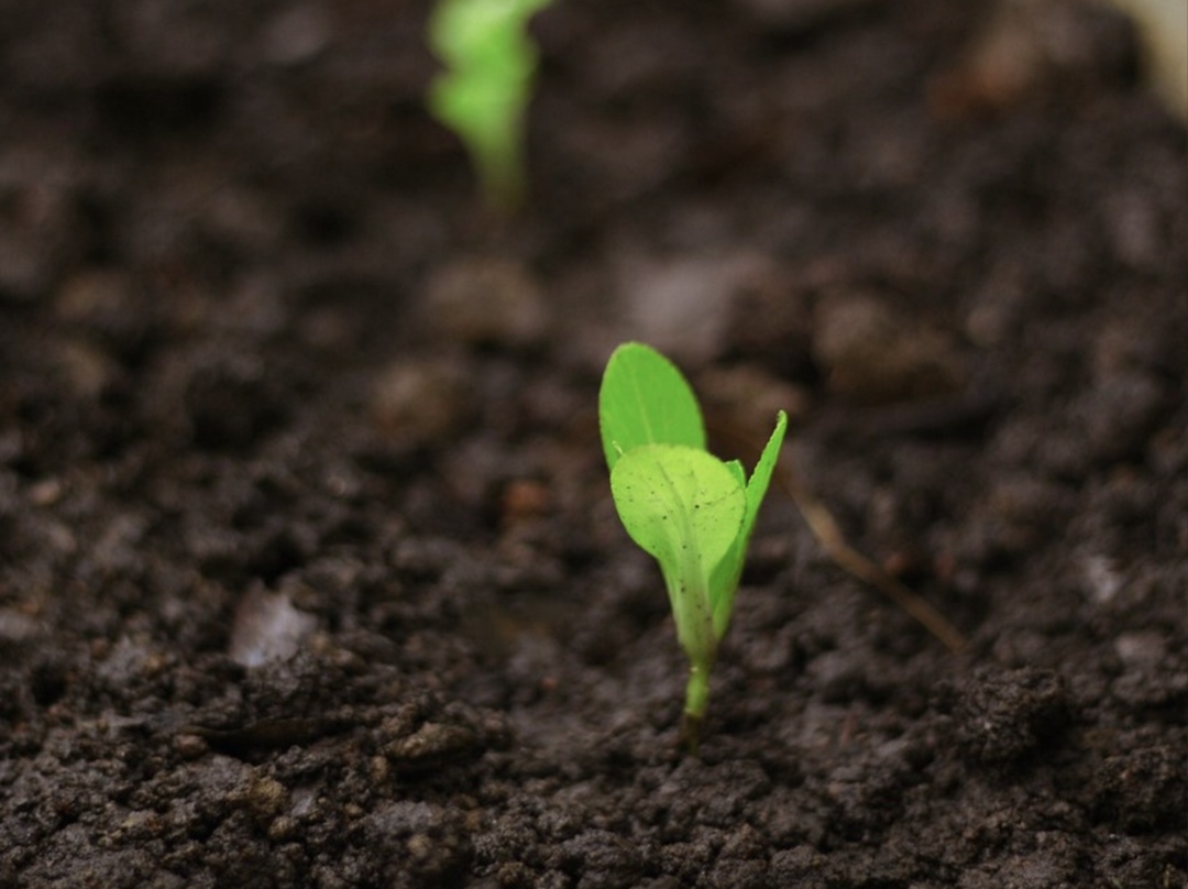 Уже сейчас изменения климата существенно влияют на сельхозпроизводство, и их нужно знать для планирования севооборотов, а также разработки новых сортов и…