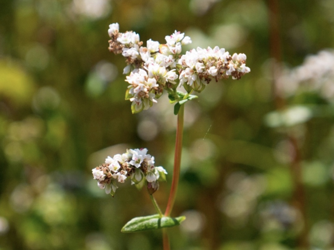 В России началась уборка гречихи, ее средняя урожайность составляет 17,2 ц/га, что на 3,7 ц/га больше, чем годом ранее, сообщил «Интерфакс» со ссылкой на…