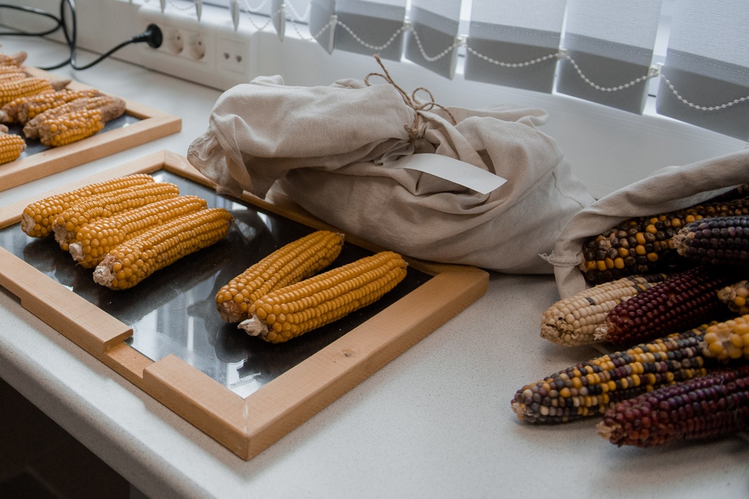 В Воронежской области открылся современный селекционно-семеноводческий центр