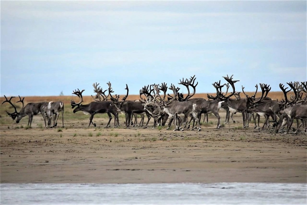 Дикие олени Таймыра Научная экспедиция «Роснефти» завершилась на Западном Таймыре