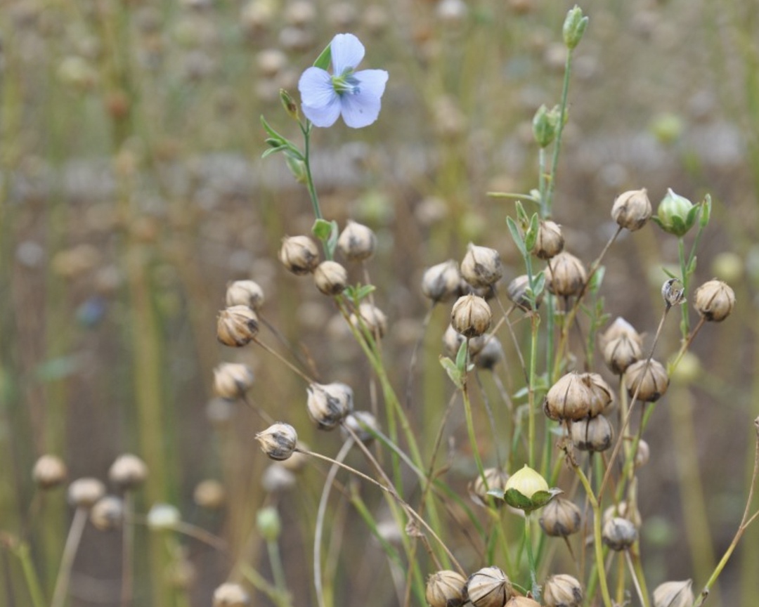 Таможенная подкомиссия одобрила введение пошлины на экспорт масличного льна в размере 10%, пишет «Интерфакс» со ссылкой на представителей отрасли