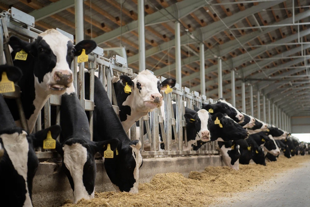 ГК «ЭкоНива», крупнейший молочный холдинг России, сообщила о вводе в эксплуатацию животноводческого комплекса «Пеневичи» в Калужской области. Инвестиции в…