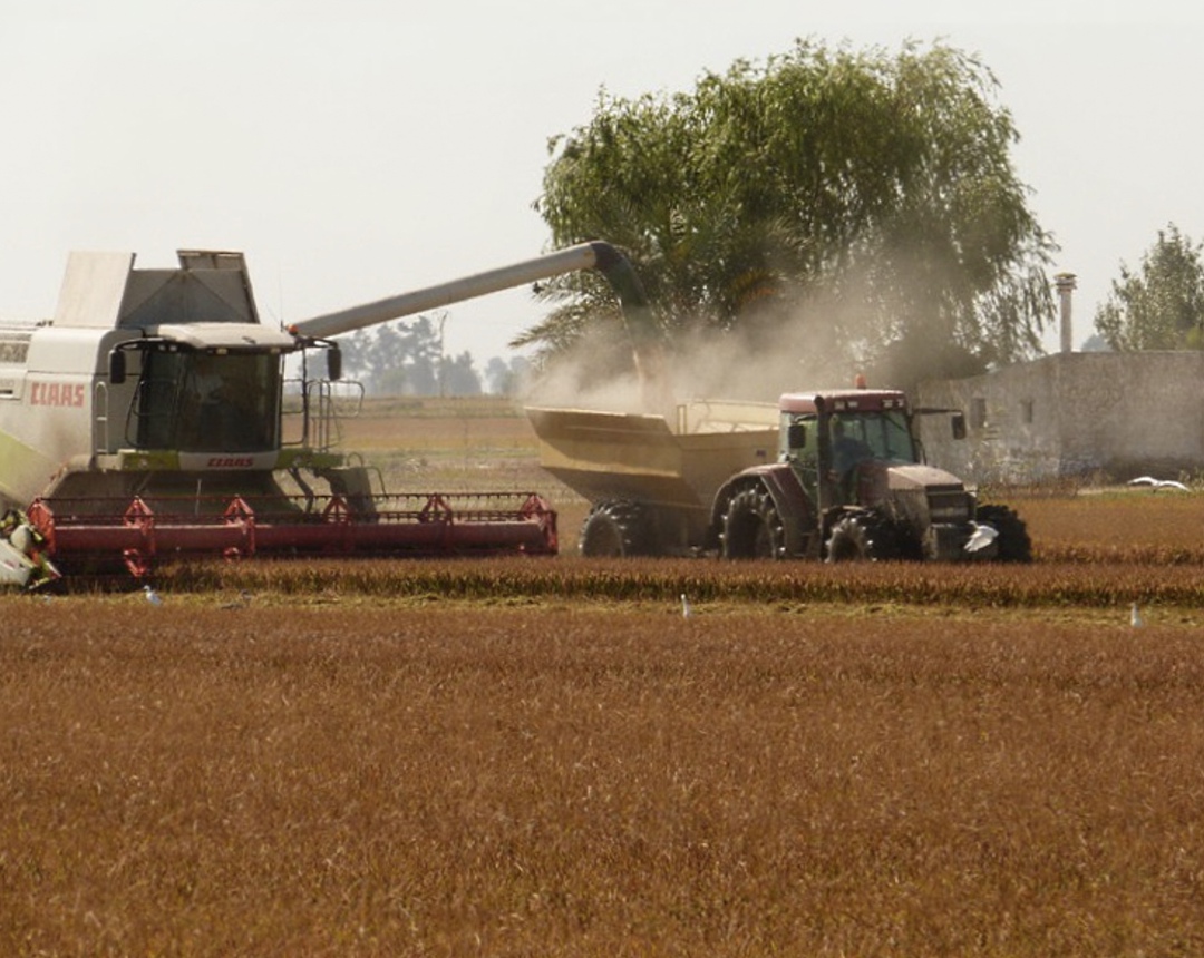 Институт конъюнктуры аграрного рынка (ИКАР) в очередной раз повысил прогноз урожая пшеницы – на 0,5 млн т, до 86 млн т, пишет «Интерфакс». Также увеличен…