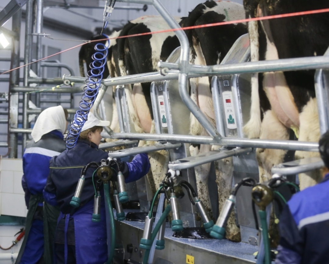 До 2030 года в Московской области планируется ввести в эксплуатацию 14 молочных ферм. Общий объем инвестиций в их строительство превысит 50 млрд руб., сообщил…